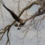 Grey-headed Fish Eagle