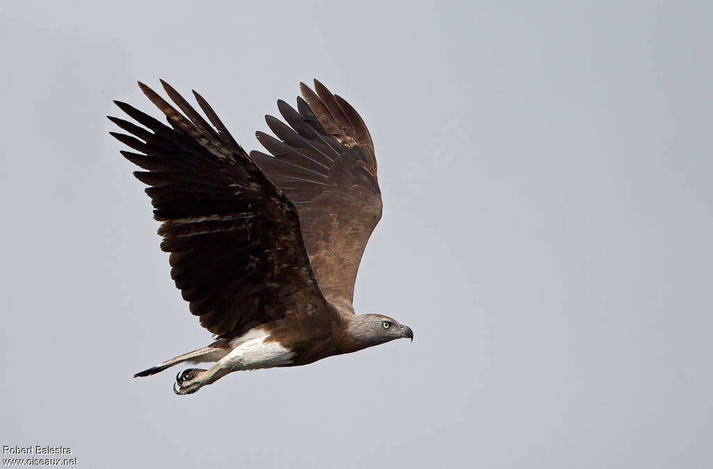 Grey-headed Fish Eagle