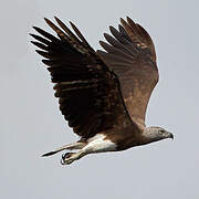 Grey-headed Fish Eagle