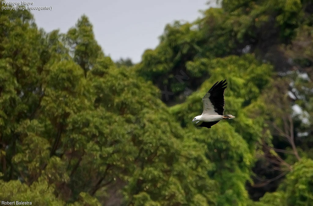 White-bellied Sea Eagle