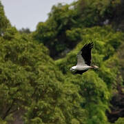 White-bellied Sea Eagle