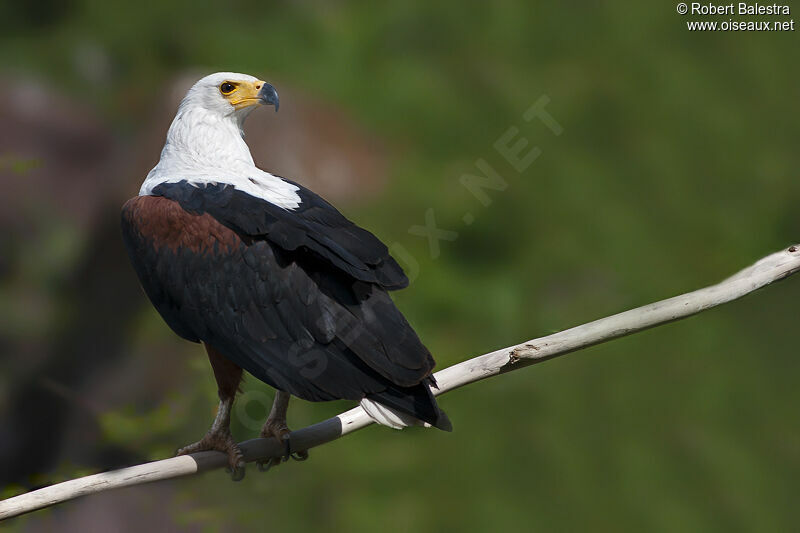 African Fish Eagle