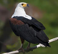 African Fish Eagle