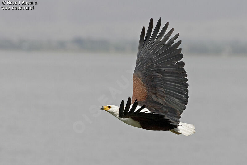 African Fish Eagle