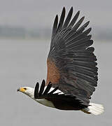 African Fish Eagle