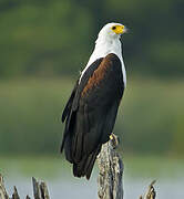 African Fish Eagle