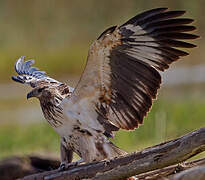 African Fish Eagle