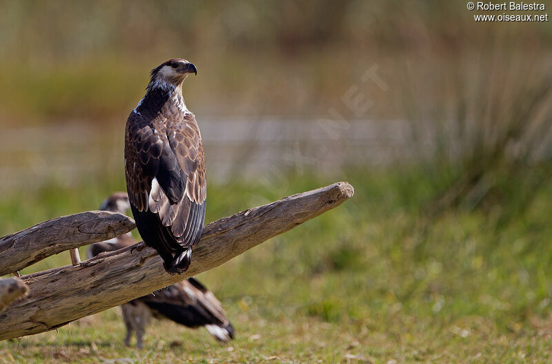 African Fish Eagle