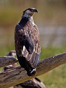 African Fish Eagle