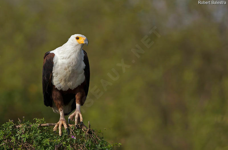 African Fish Eagle