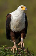 African Fish Eagle