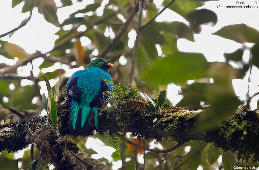 Golden-headed Quetzal