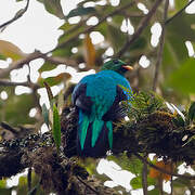 Golden-headed Quetzal