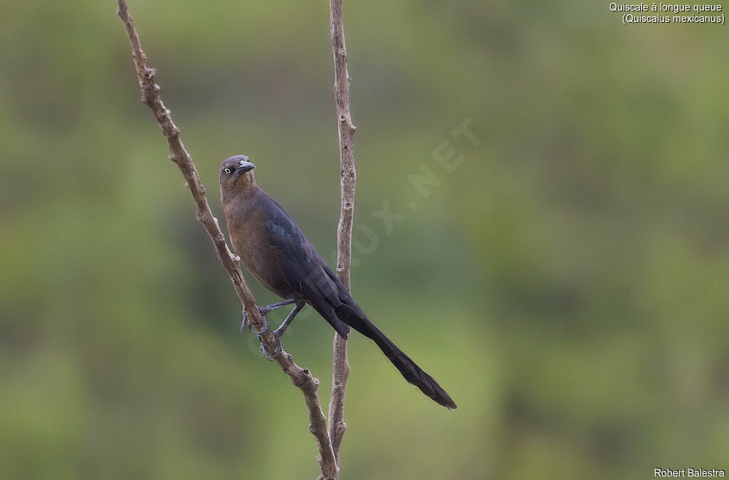 Great-tailed Grackle