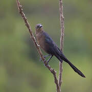 Great-tailed Grackle