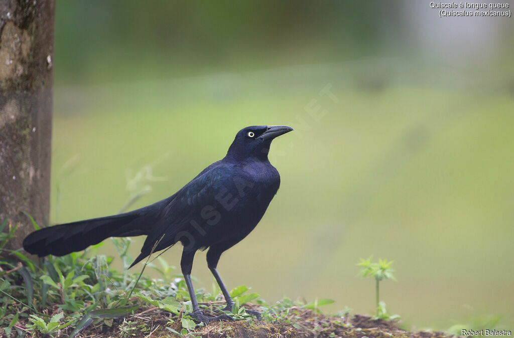 Great-tailed Grackle