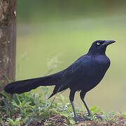 Great-tailed Grackle