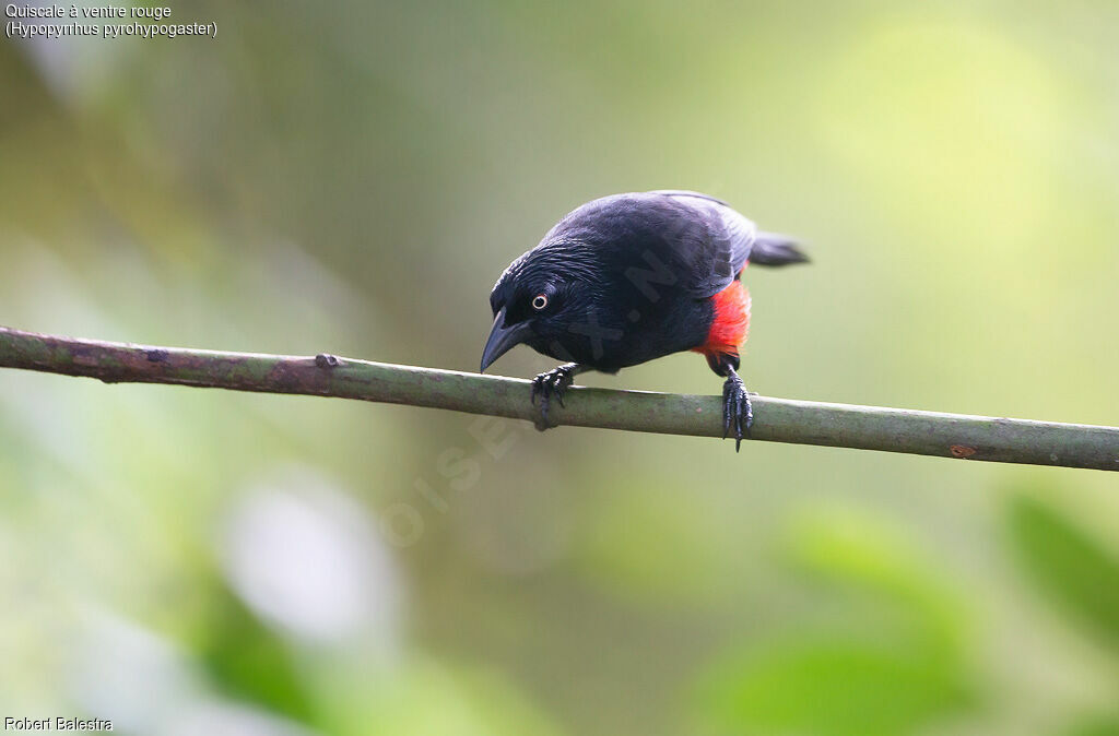 Red-bellied Grackle