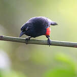 Quiscale à ventre rouge