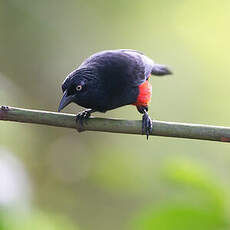 Quiscale à ventre rouge