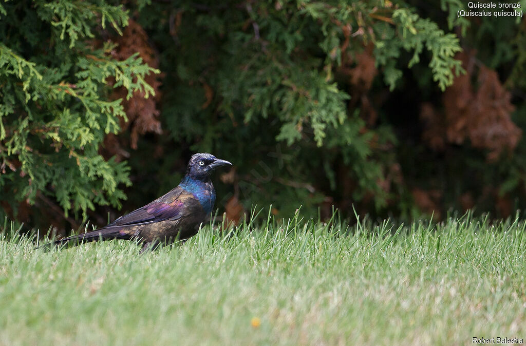 Common Grackle