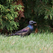 Common Grackle