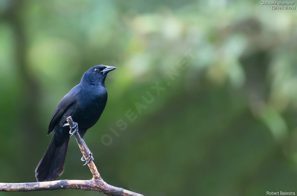 Melodious Blackbird