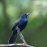 Melodious Blackbird