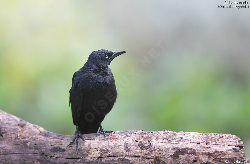 Carib Grackle