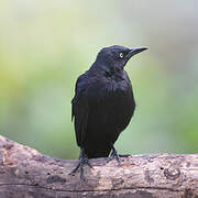 Carib Grackle