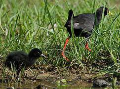 Black Crake