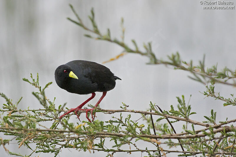 Black Crake