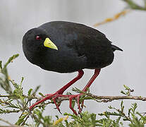 Black Crake