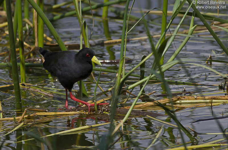 Black Crake