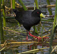 Black Crake