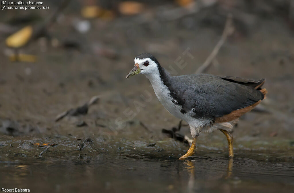 White-breasted Waterhen