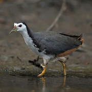 White-breasted Waterhen