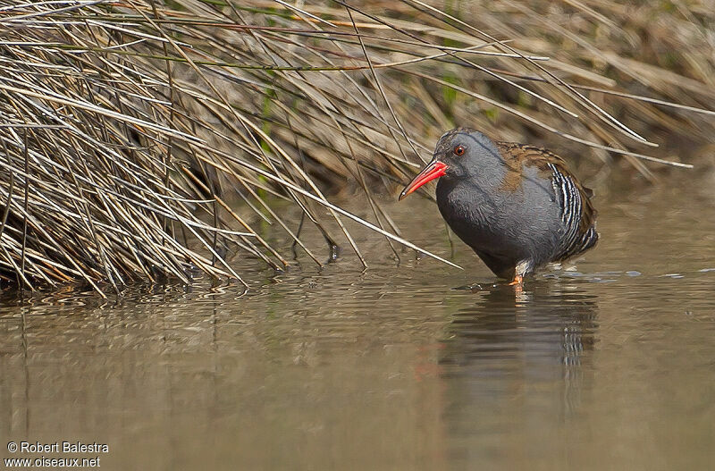 Water Rail