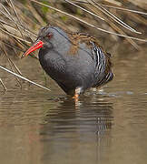 Water Rail