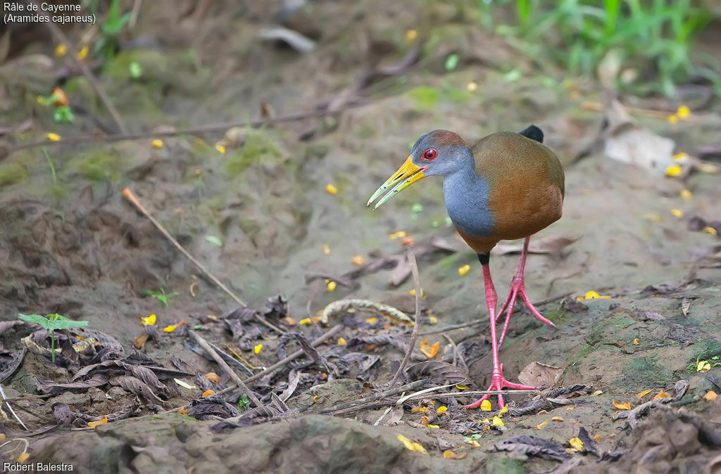 Grey-cowled Wood Rail