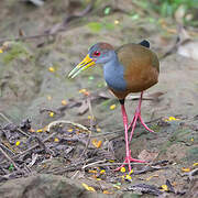 Grey-cowled Wood Rail