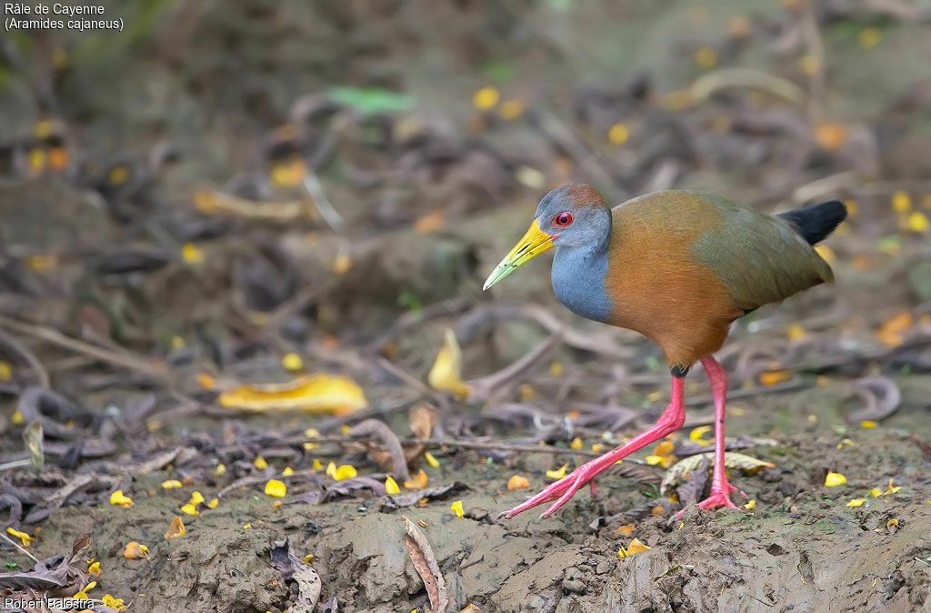 Grey-cowled Wood Rail