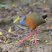 Grey-cowled Wood Rail