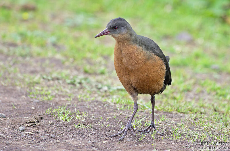 Rouget's Rail