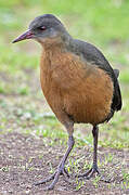 Rouget's Rail