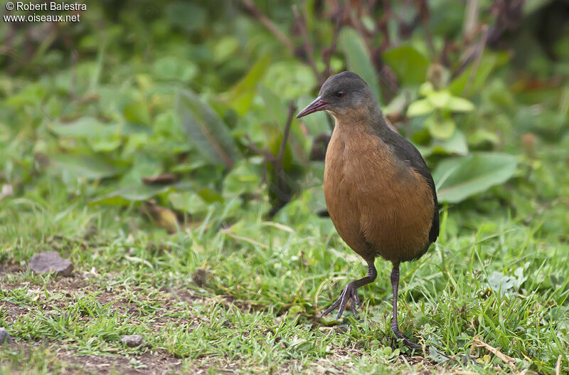 Rouget's Rail