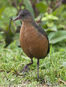 Rouget's Rail