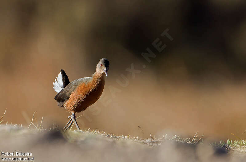 Rouget's Railadult, identification