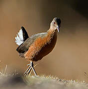 Rouget's Rail