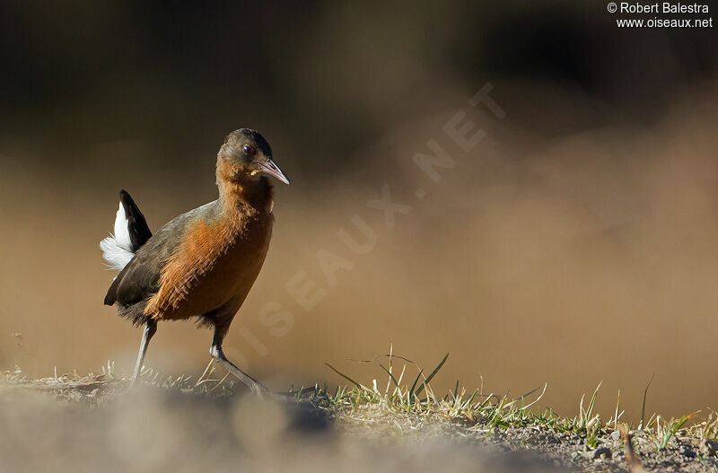 Rouget's Rail